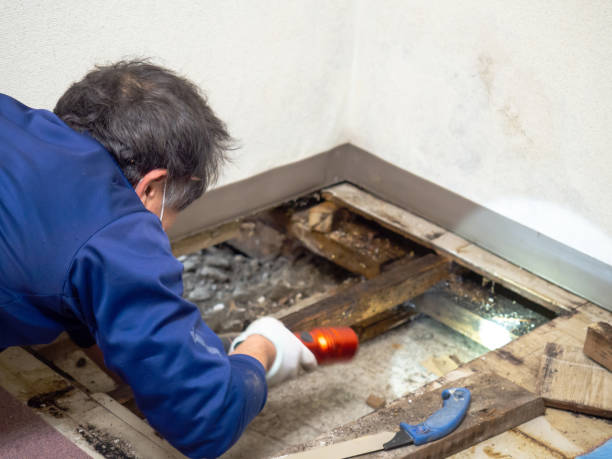 Best Post-Flood Mold Remediation in West Kennebunk, ME