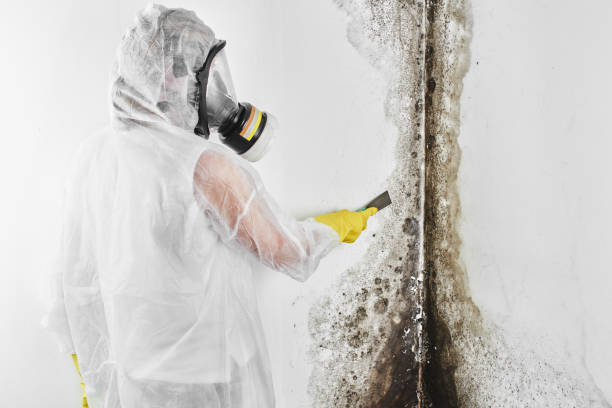 Professional Mold Remediation in West Kennebunk, ME