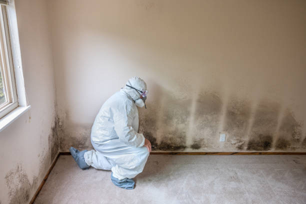Best Insurance-Related Mold Remediation in West Kennebunk, ME