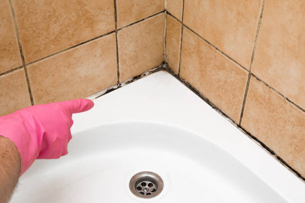 Best Black Mold Remediation in West Kennebunk, ME
