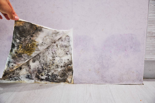 Best Emergency Mold Remediation in West Kennebunk, ME